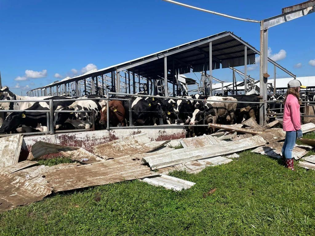 Dakin Dairy Farms lost more than 250 cows3.jpg Dakin Dairy Farms lost more than 250 cows3.jpg