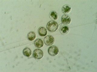minisee0004.jpg