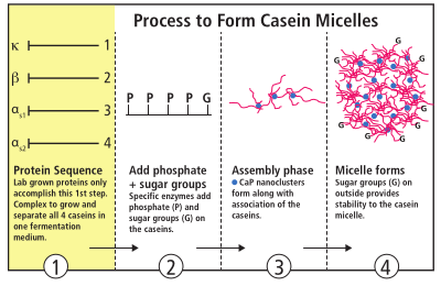 FIX-Casein-Micelles-11_17.png FIX-Casein-Micelles-11_17.png